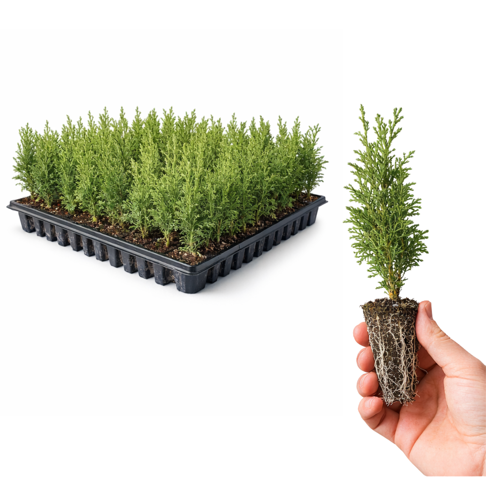 Emerald Green Arborvitae | 10-Pack $129.99 | 1-2 ft. Tall – Hidden