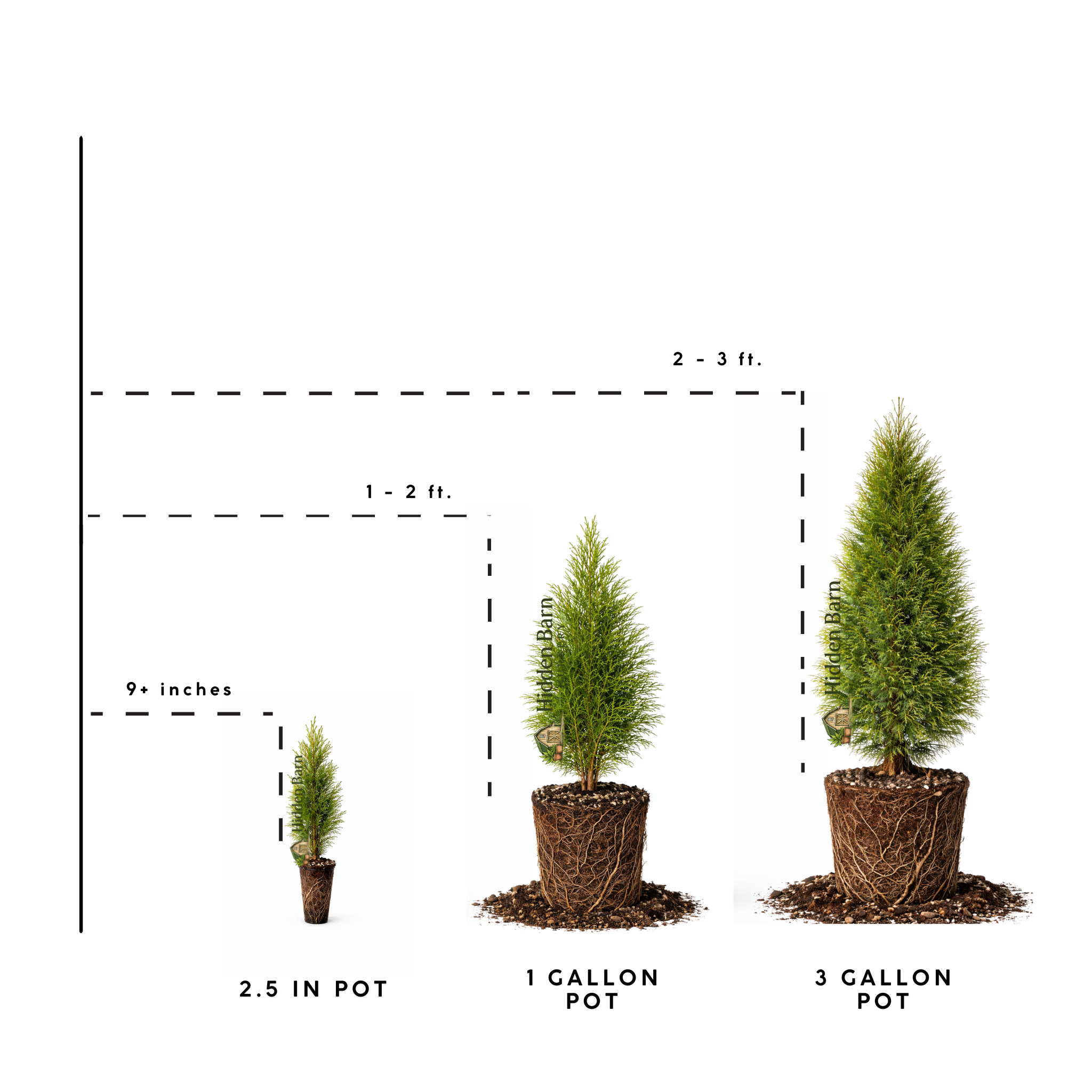 Emerald Green Arborvitae