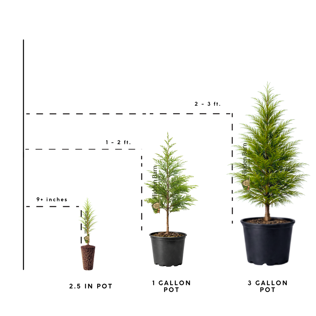 Green Giant Arborvitae