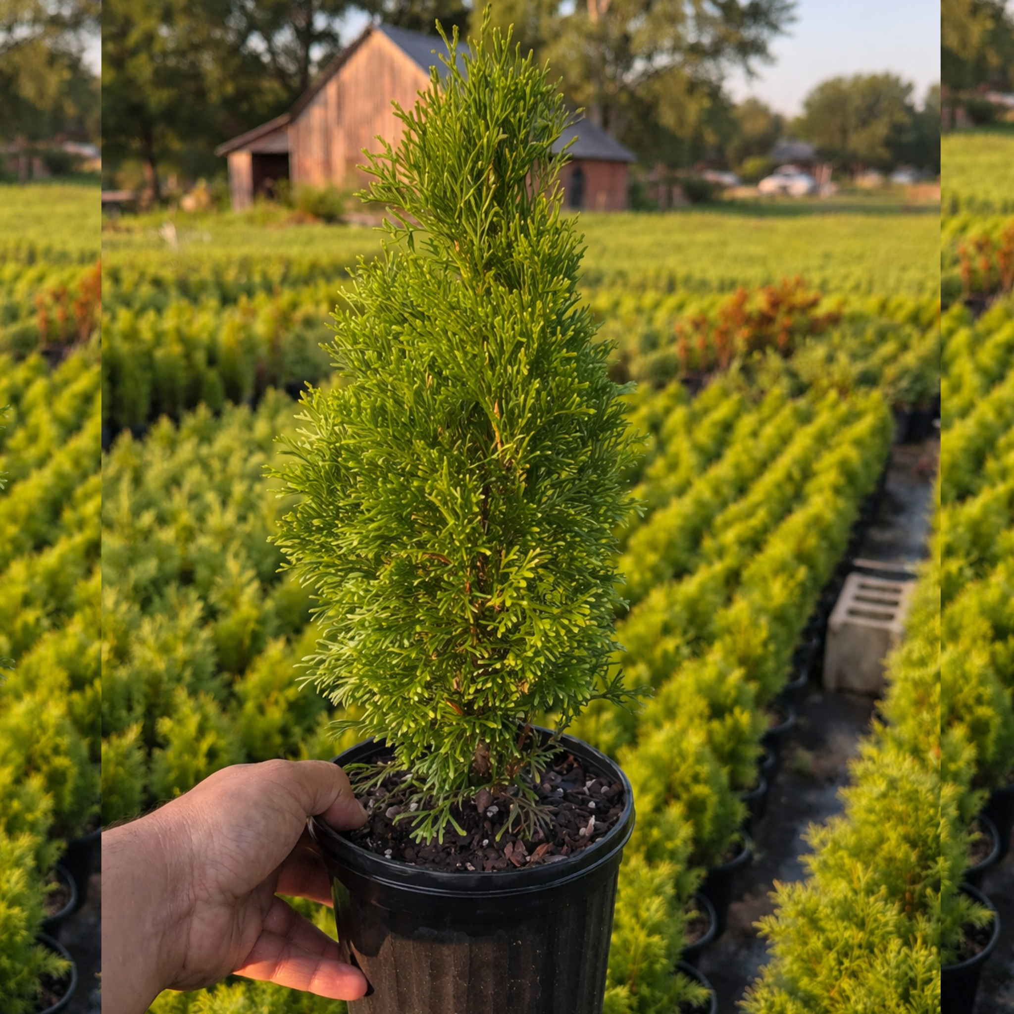 Emerald Green Arborvitae