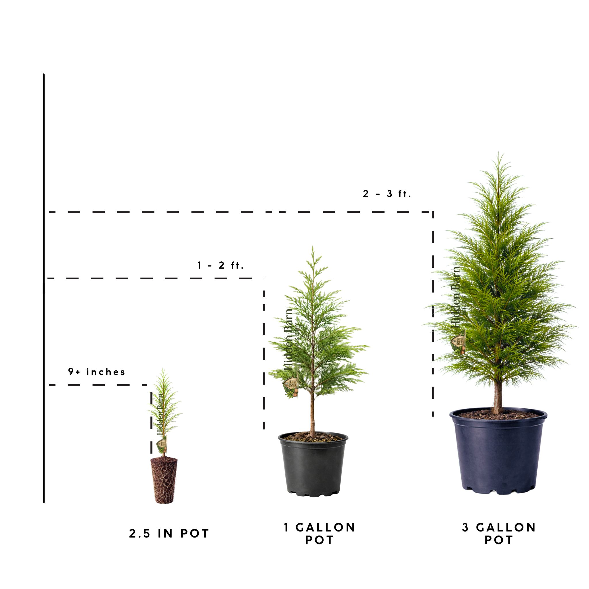 Green Giant Arborvitae