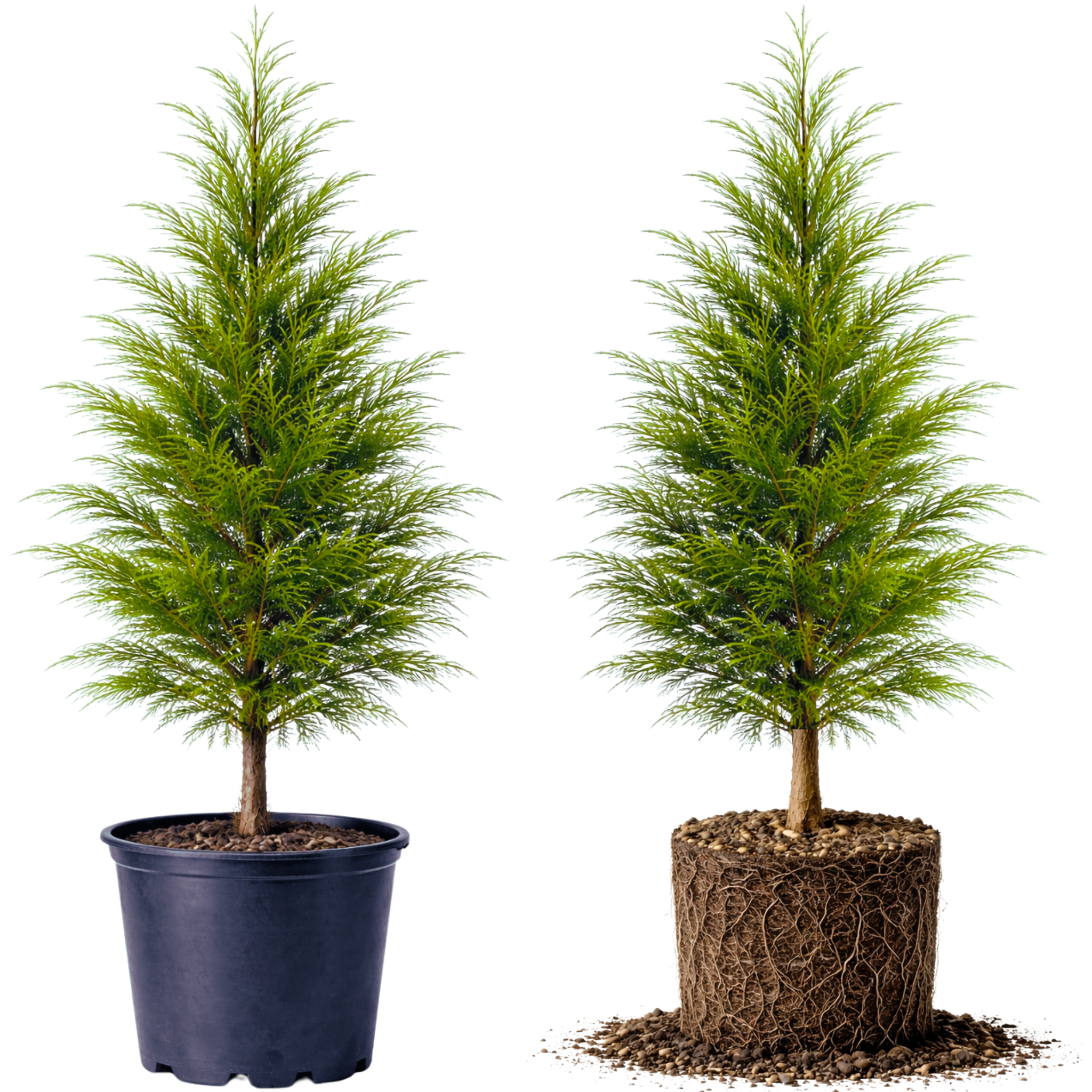 Green Giant Arborvitae