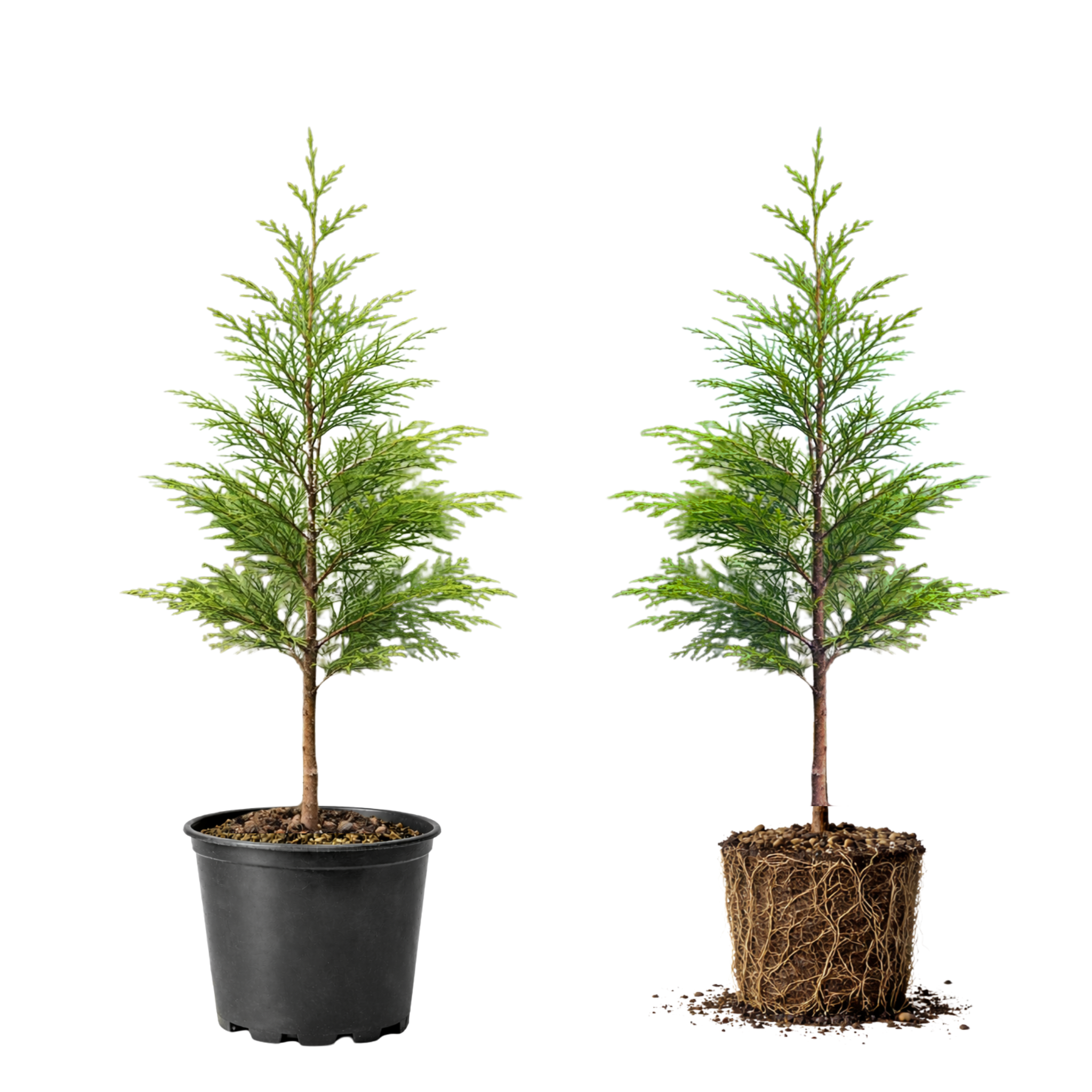 Green Giant Arborvitae