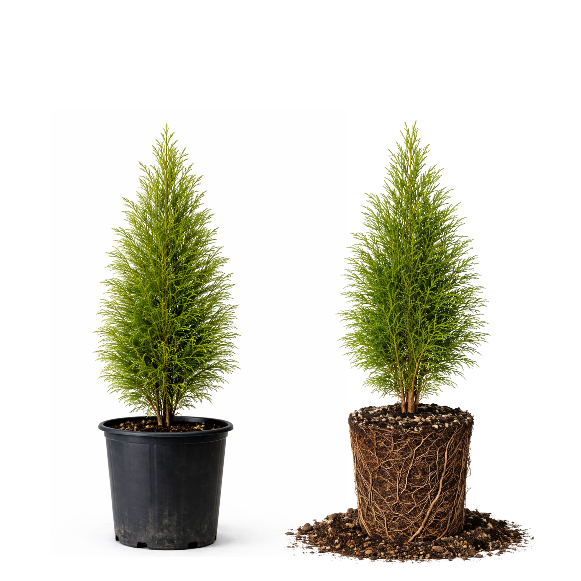 Emerald Green Arborvitae | 10-Pack $129.99